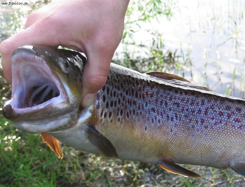 --������ ������. - ������� (����������)