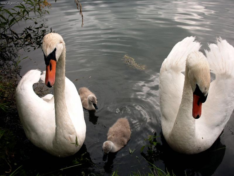 --������ �sterfeldsee � ������. - ������� (����������)