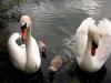 ������ �sterfeldsee � ������. - ������� (����������)