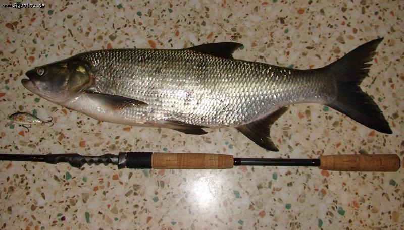 --����� - ������� (����������)