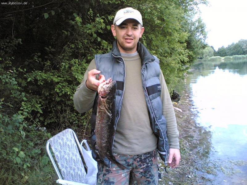 --Forell - ������� (����������)