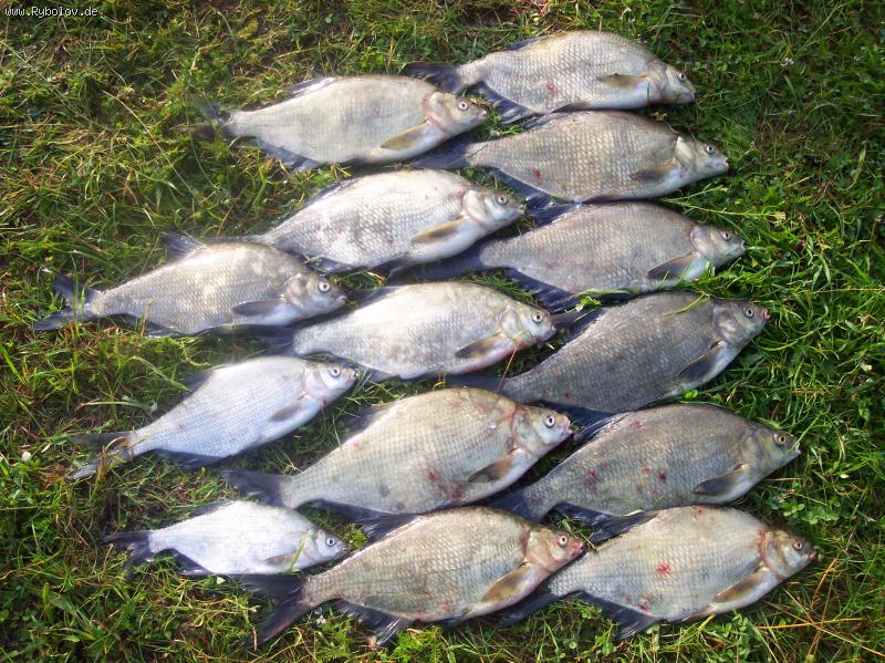 --���� - ������� (����������)