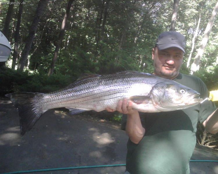 --Sea Bass 10kg,85cm - рыбалка (фотоальбом)
