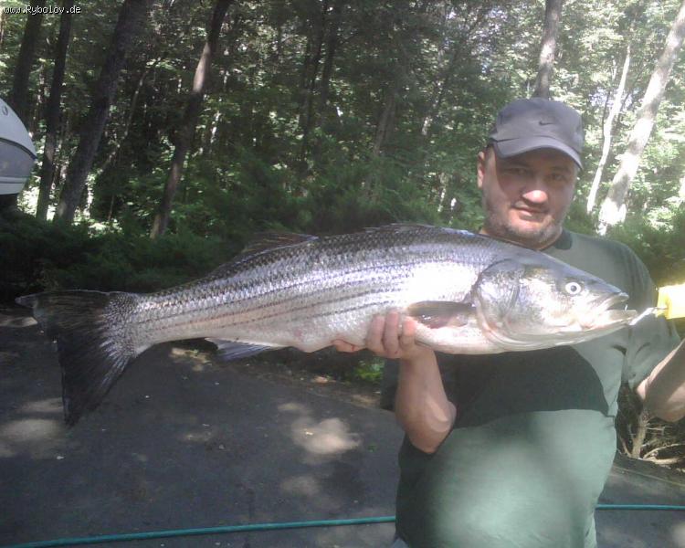 --Sea Bass 10kg,85cm - ������� (����������)