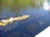 Алигатор в погоне за твистером - рыбалка (фотоальбом)