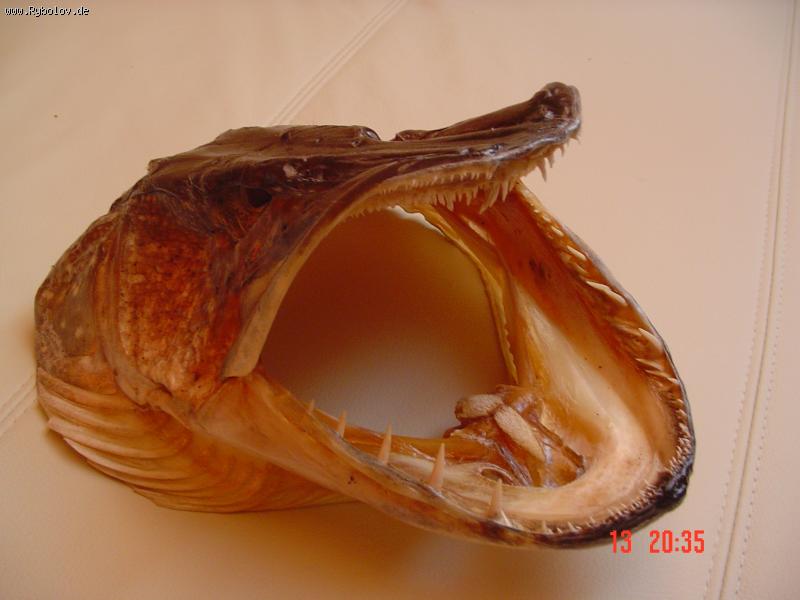 --schüka-trofei pospel - ������� (����������)