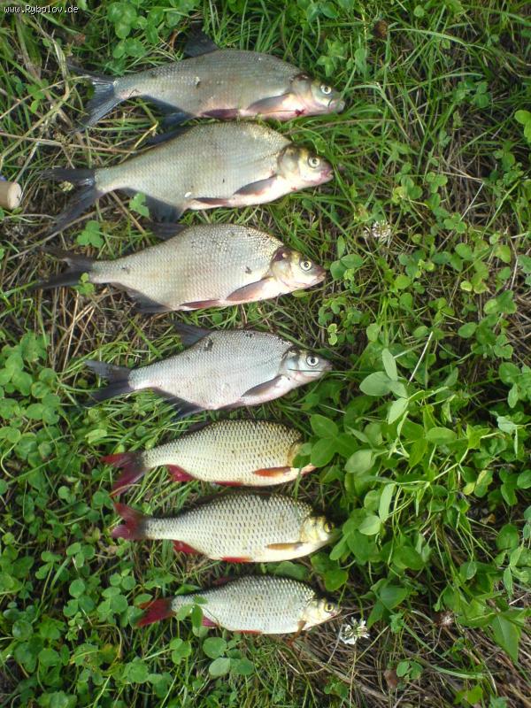 --�������� ����!!! - ������� (����������)