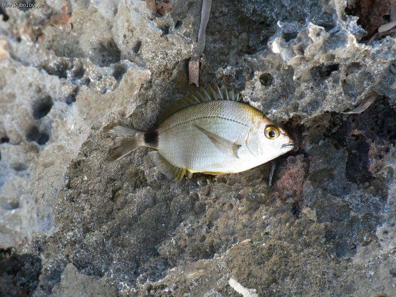 --"�������" �� ������� - ������� (����������)