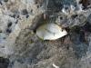 "�������" �� ������� - ������� (����������)