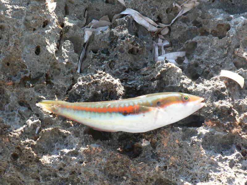 --"Рыбалка" на Маллёрке - рыбалка (фотоальбом)