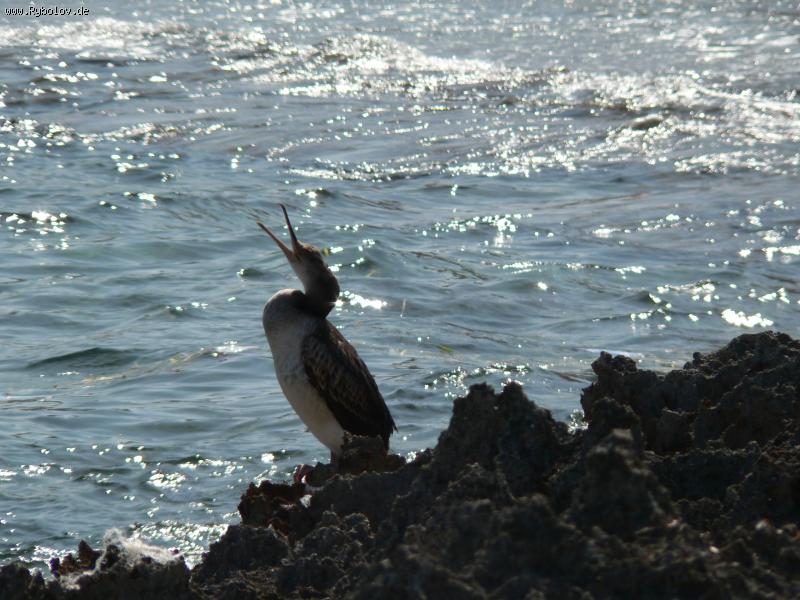 --"�������" �� ������� - ������� (����������)