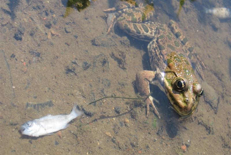 --�������� ��������. - ������� (����������)