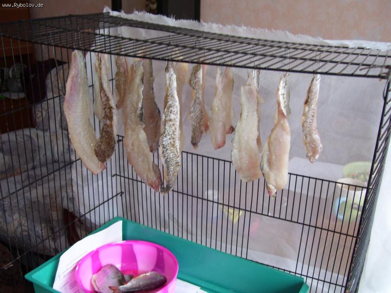 --käfig ��� ����� - ������� (����������)