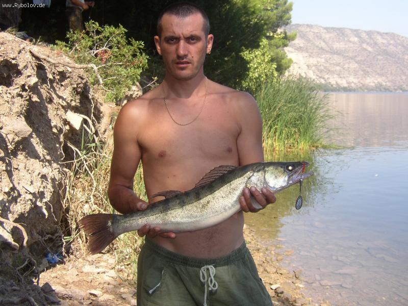 --Sudak 72 cm. 3kg. -  ()