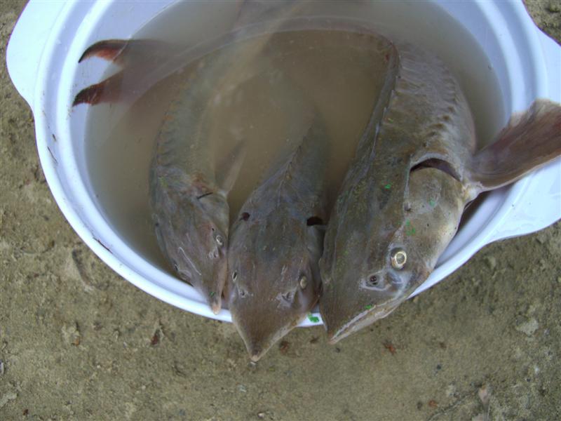 --�� ���������� �������. - ������� (����������)