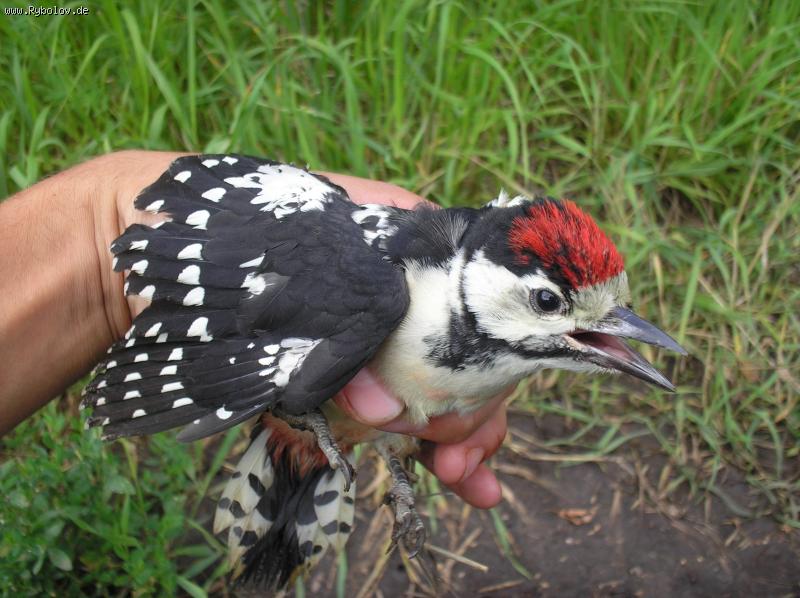 --����������� ���������� �������-2. - ������� (����������)