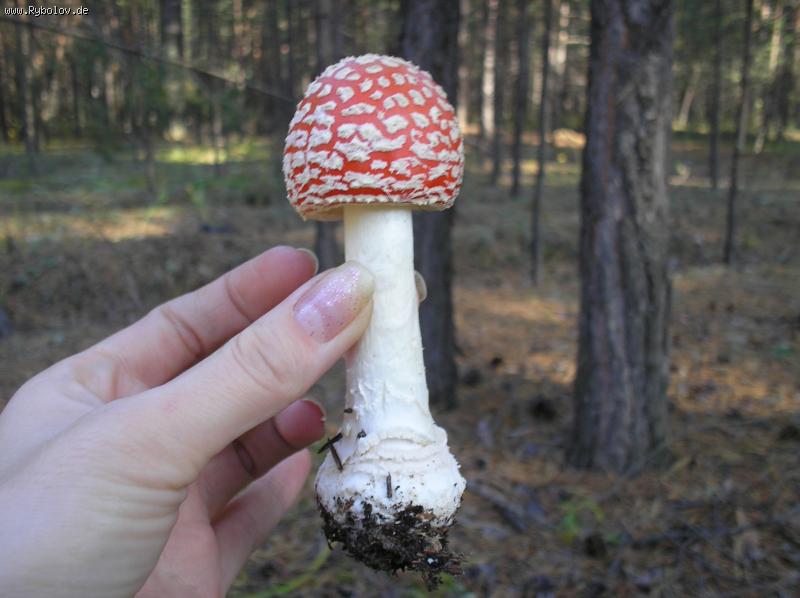 --����������� ���������� �������-2. - ������� (����������)