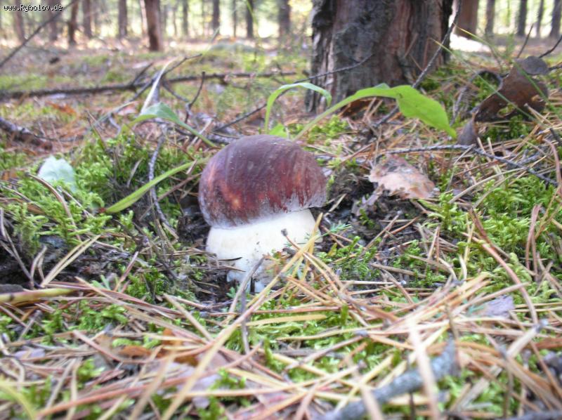 --����������� ���������� �������-2. - ������� (����������)