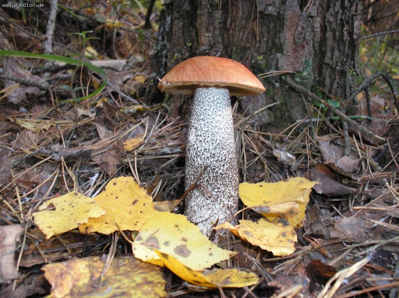 --����������� ���������� �������-2. - ������� (����������)