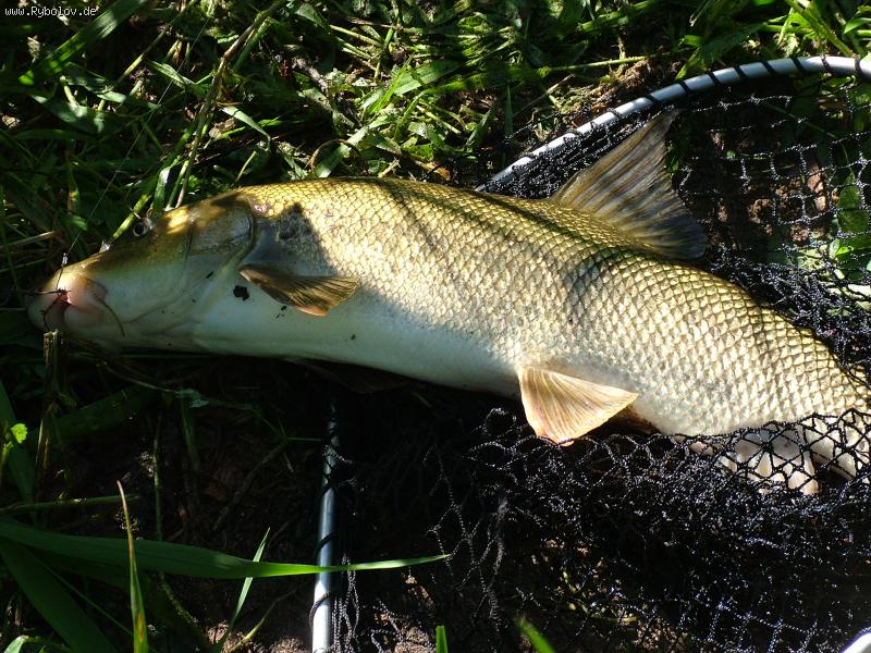 --Усач(1700гр.) , утренняя поклёвка... - рыбалка (фотоальбом)