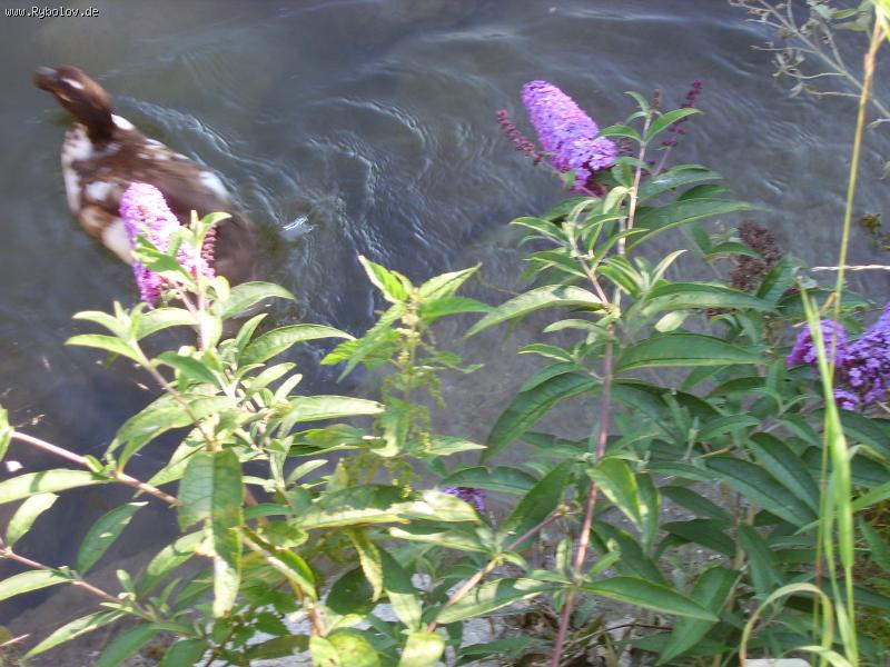 --��� �������� ������. - ������� (����������)