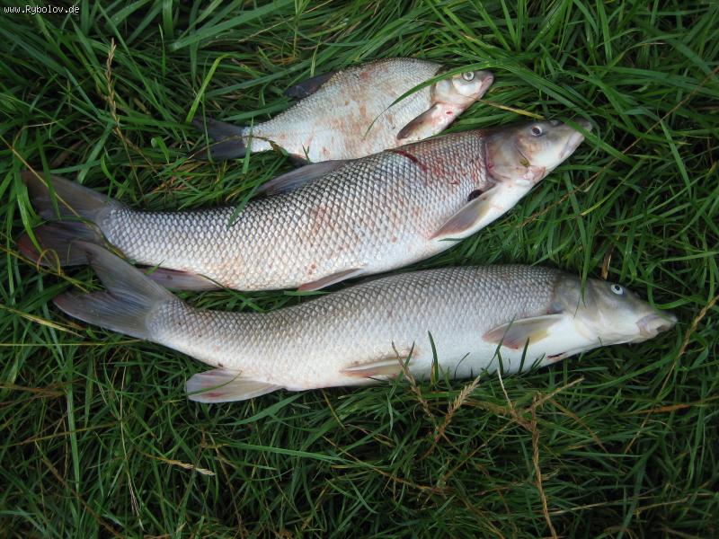 --��� �� �� barbe  ���� �� ���� ���� 900����� - ������� (����������)