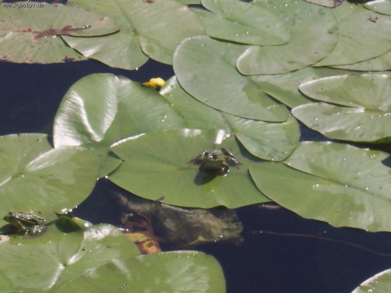 --������� - ������� (����������)