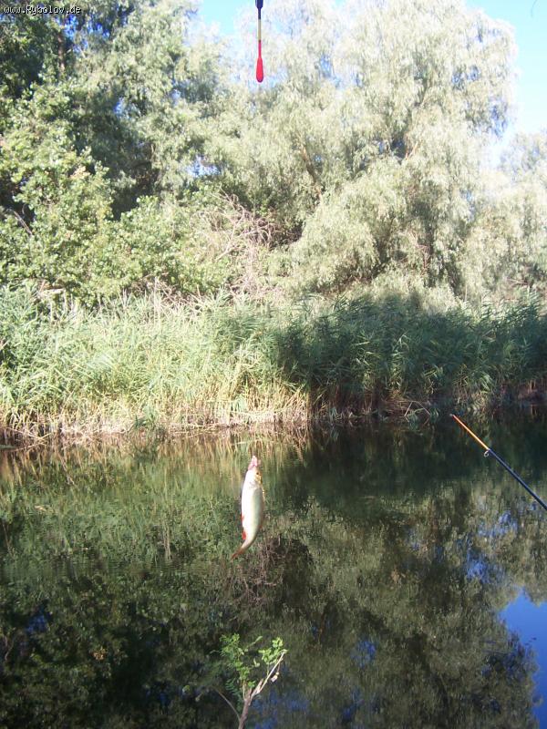 --�������� - ������� (����������)