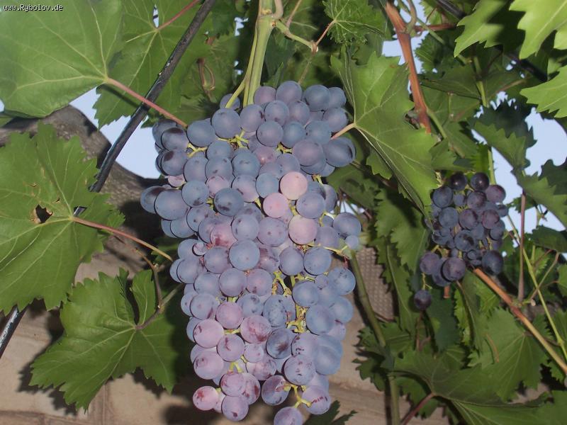 --�������� ����������� - ������� (����������)