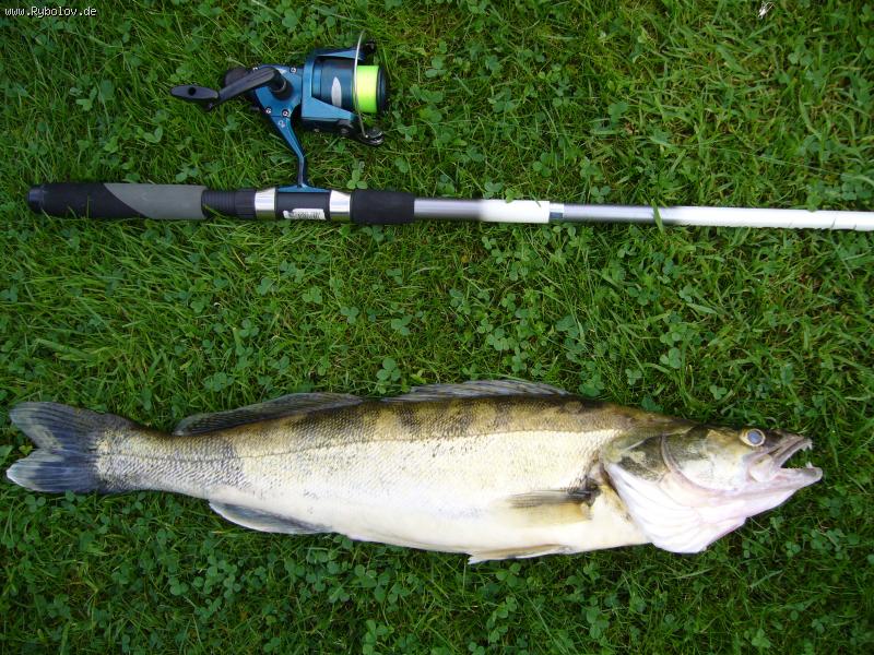 --��� ������ Zander � ����� 70 �� - ������� (����������)