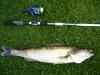   Zander   70  -  ()