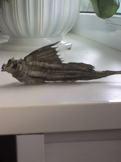 --����-���� - ������� (����������)