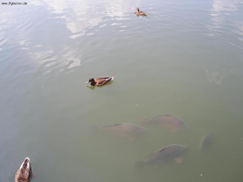 --Monrepos - ������� (����������)