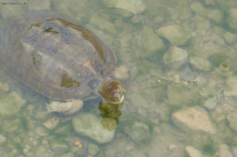 --������ � ���. - ������� (����������)