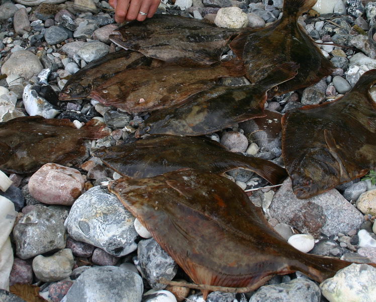 --Platten - ������� (����������)