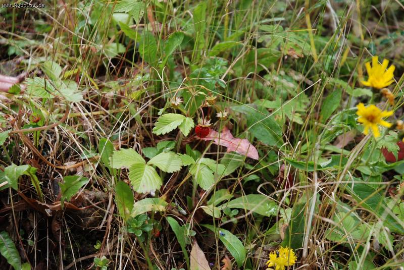 --������ - ������� (����������)