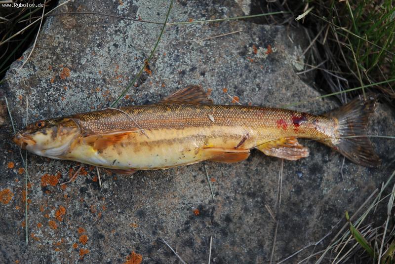 --������ - ������� (����������)