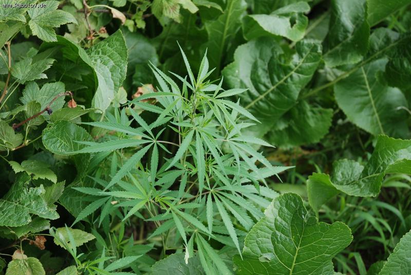 --������ - ������� (����������)