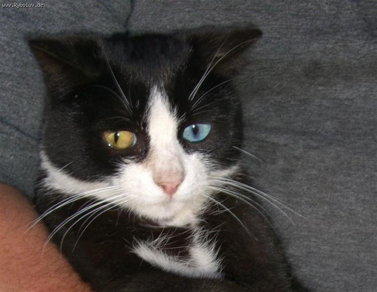 --����� �������. - ������� (����������)