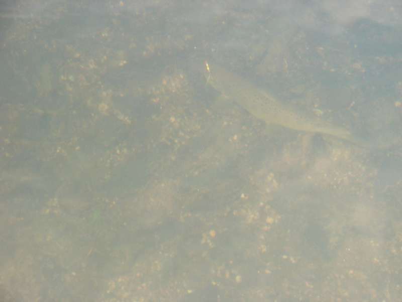 --���� �� ��������� ����� - ������� (����������)