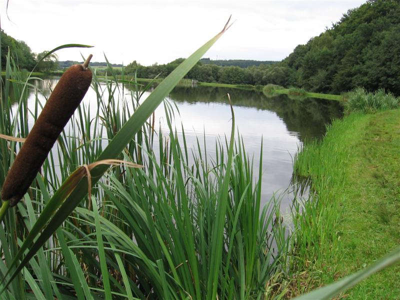 --���� ���������� �����. - ������� (����������)