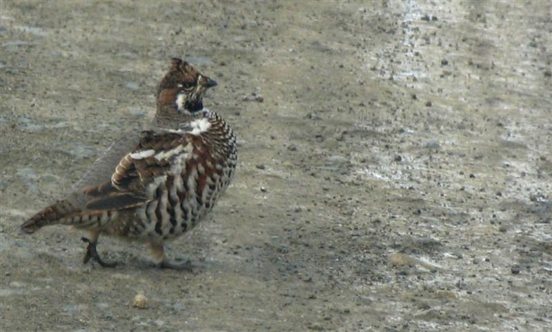 --����� ������. - ������� (����������)