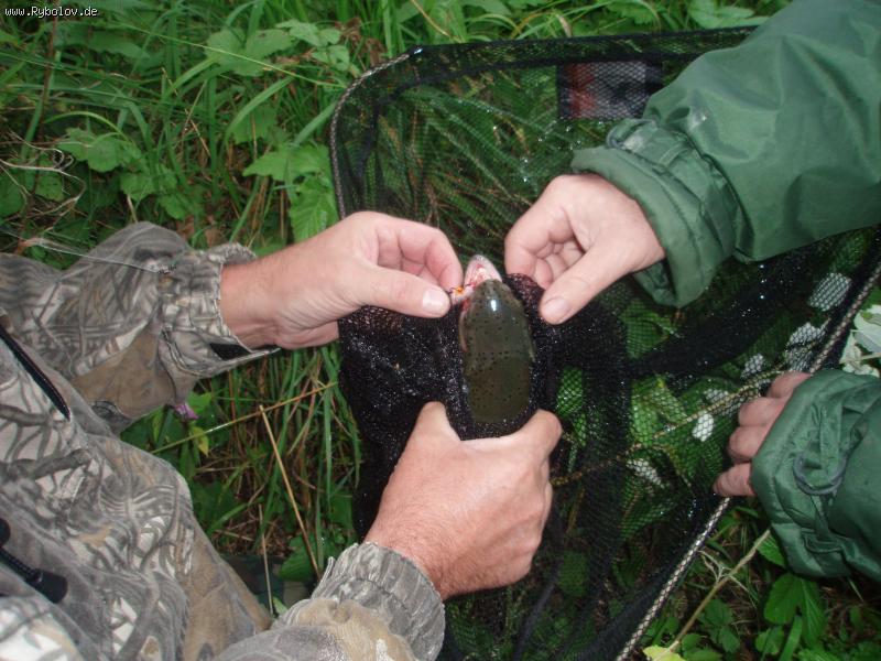 --������ �� ������� - ������� (����������)