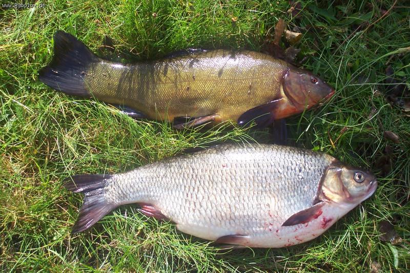 --��� � ����, - ������� (����������)