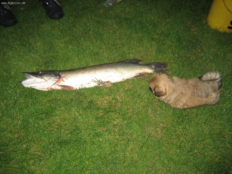 --� ���� ���� - ������� (����������)