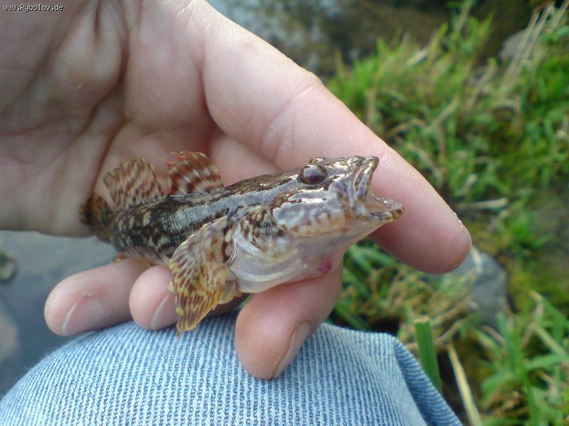 --����� - ������� (����������)