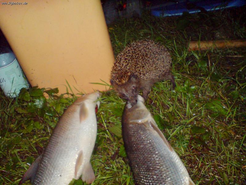 --����� � ���� - ������� (����������)