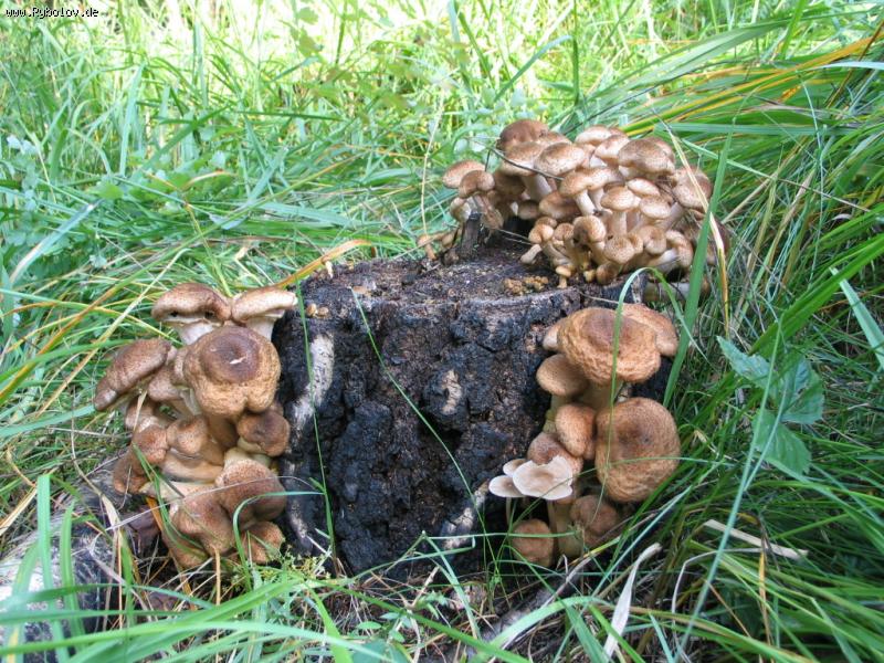 --�����-������� ������! - ������� (����������)