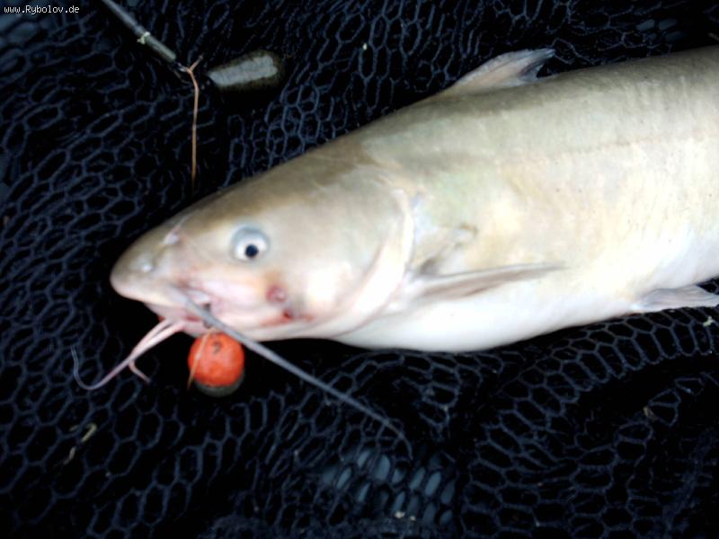 --Somik... - ������� (����������)