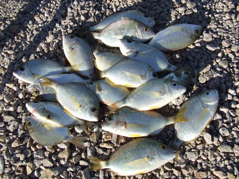 --������� �������� - ������� (����������)